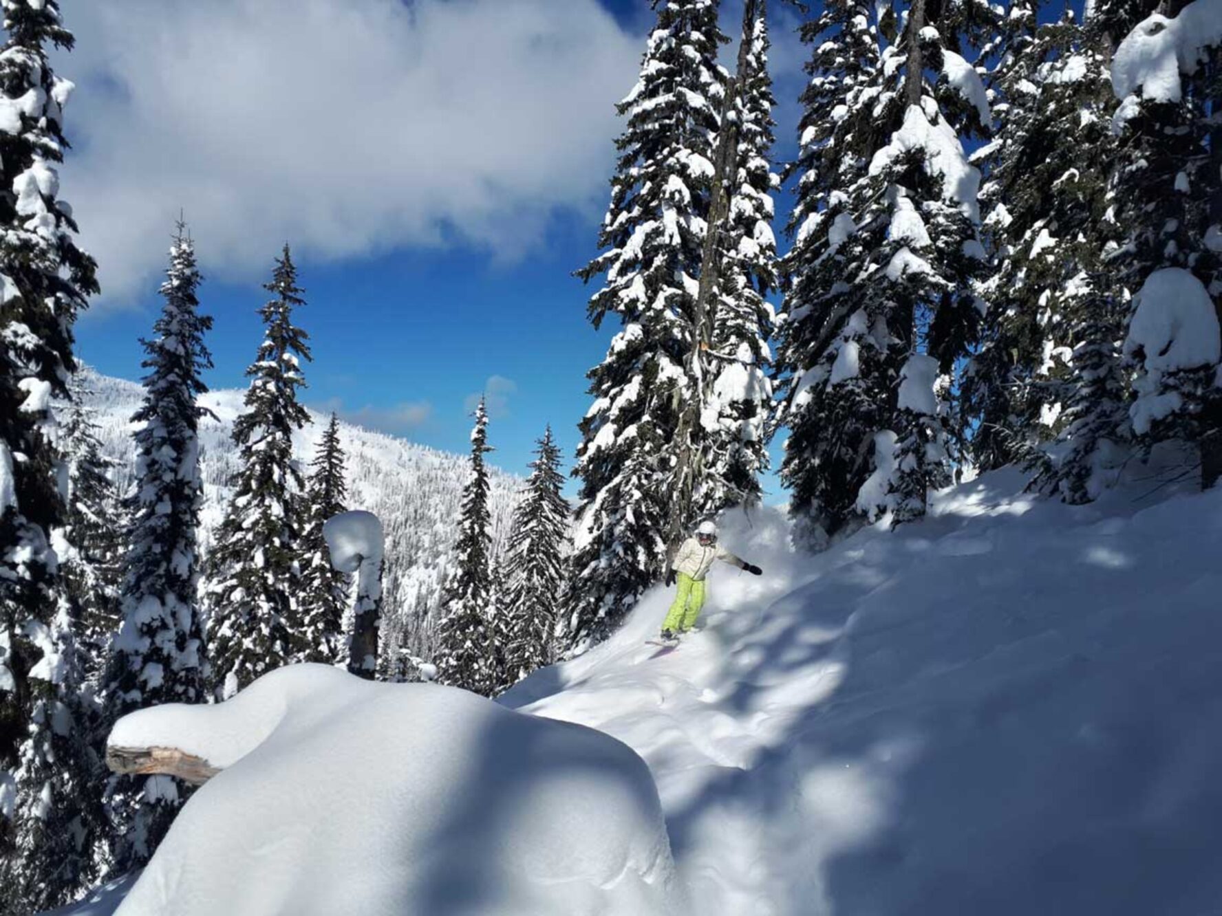 Snowboarder snowboarding between conifer trees in Whitewater, BC, Canada.