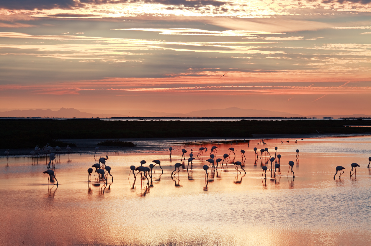 Camargue flamingos