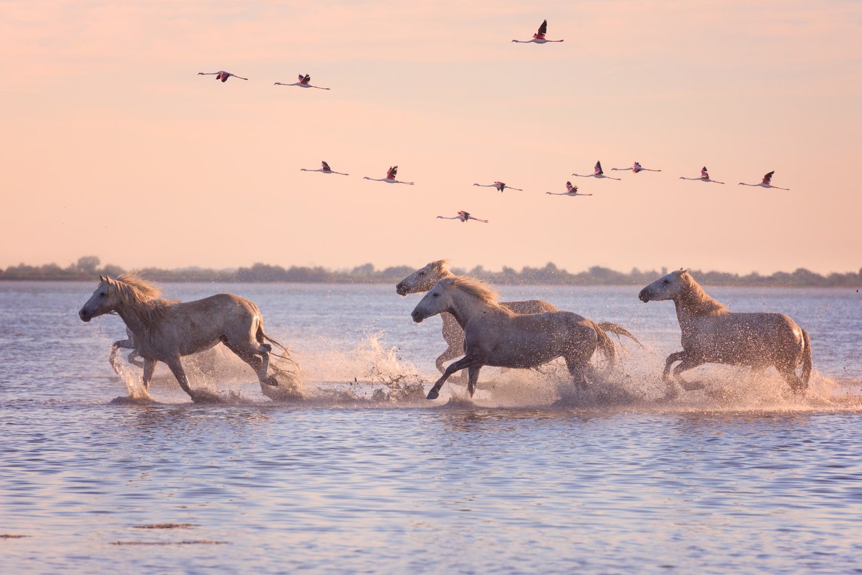 Camargue horses