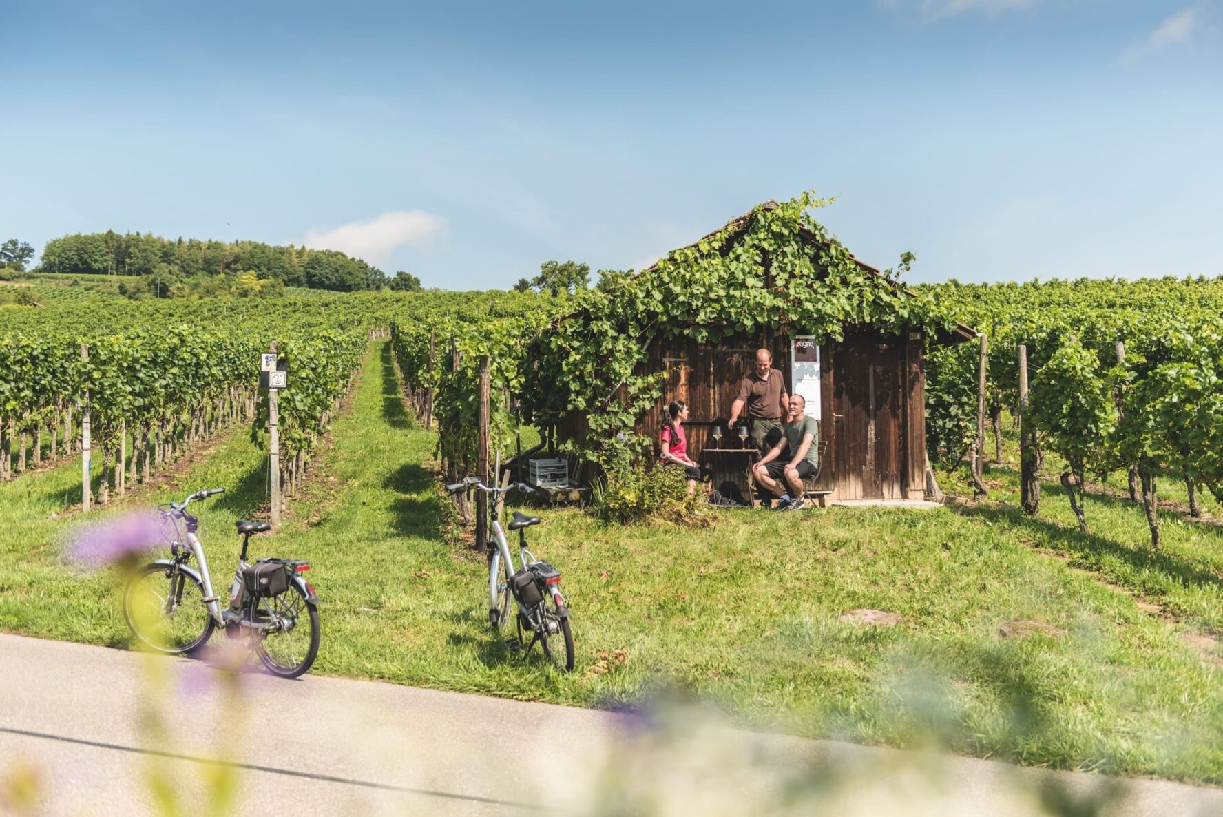 Cyclists taking a break in vineyard in the Alps