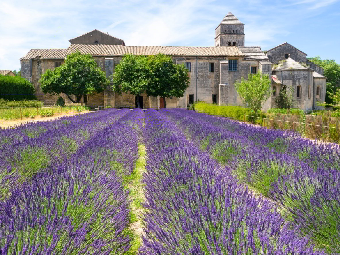 Lavender near St. Remy de Provence