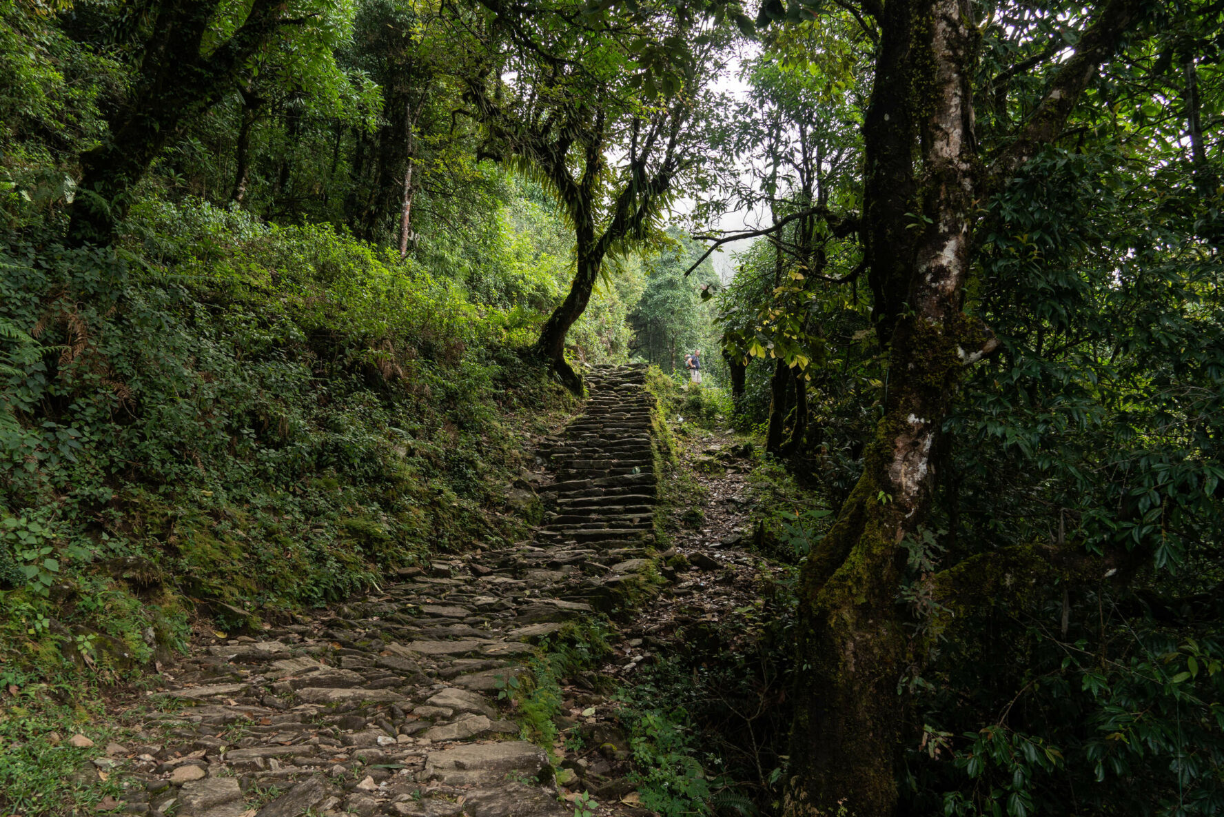 Lush Vegetation, Mardi Himal, Base Camp Trek, Nepal.