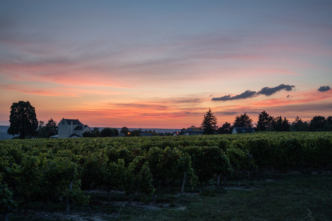Vineyards at sunset, Loire Valley