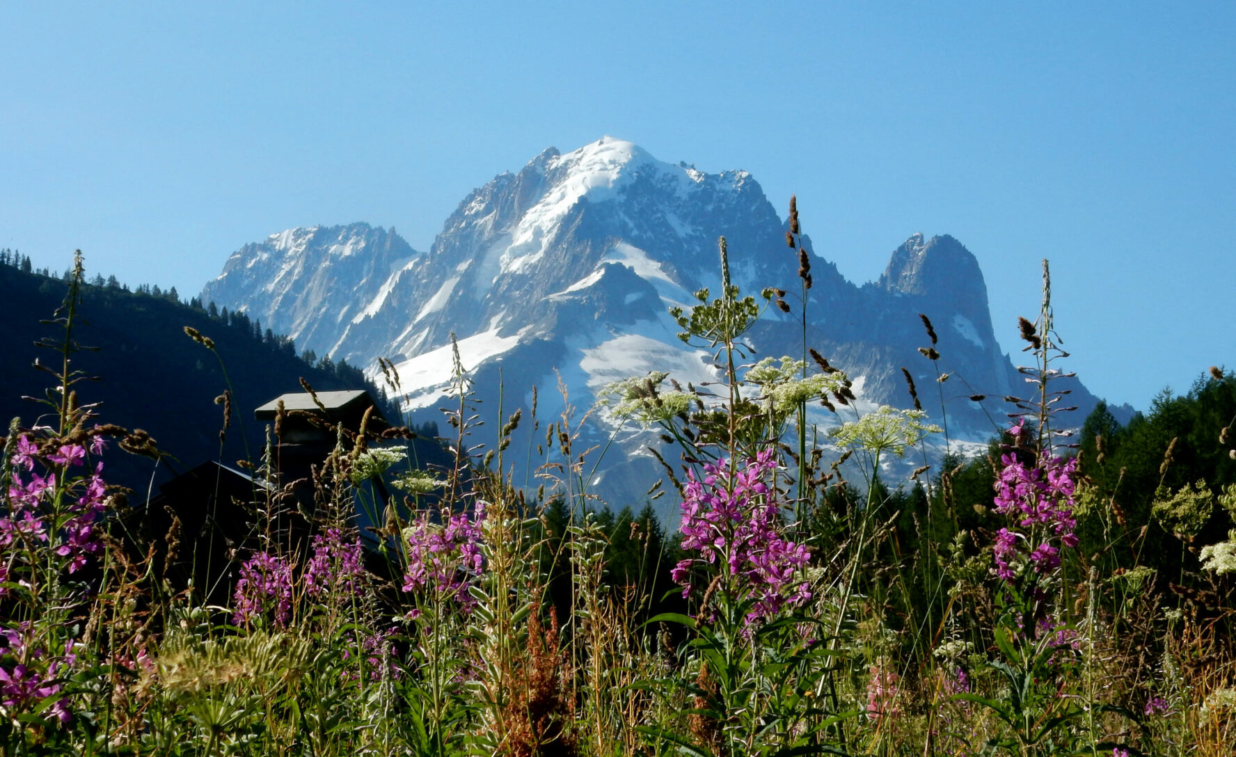 wildflowers-alps-views