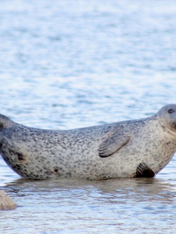 West Island Way walking tour