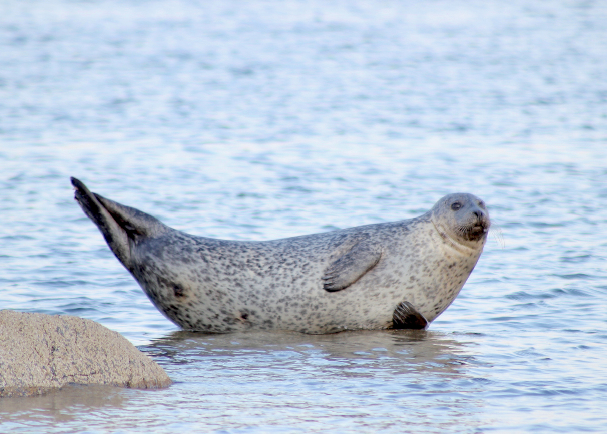 Common seal on the Isle of Bute