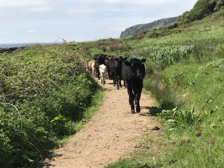 Cows on isle of Arran