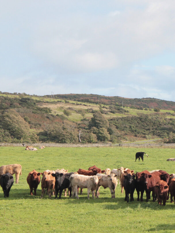 West Island Way walking tour
