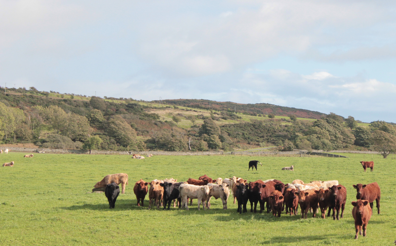 Herd of cows on the Isle of Bute
