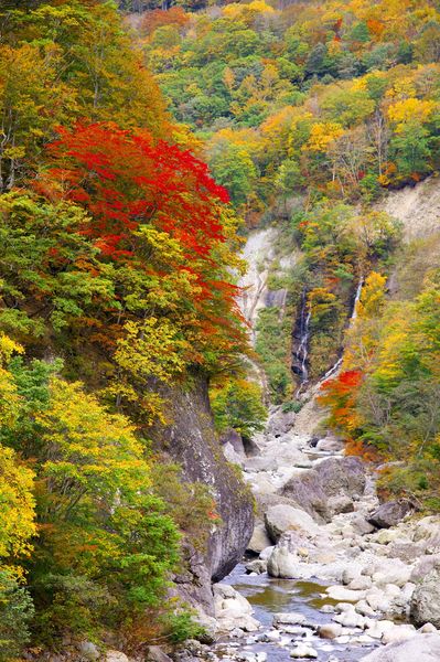 A colorful forest in Kyushu, Japan