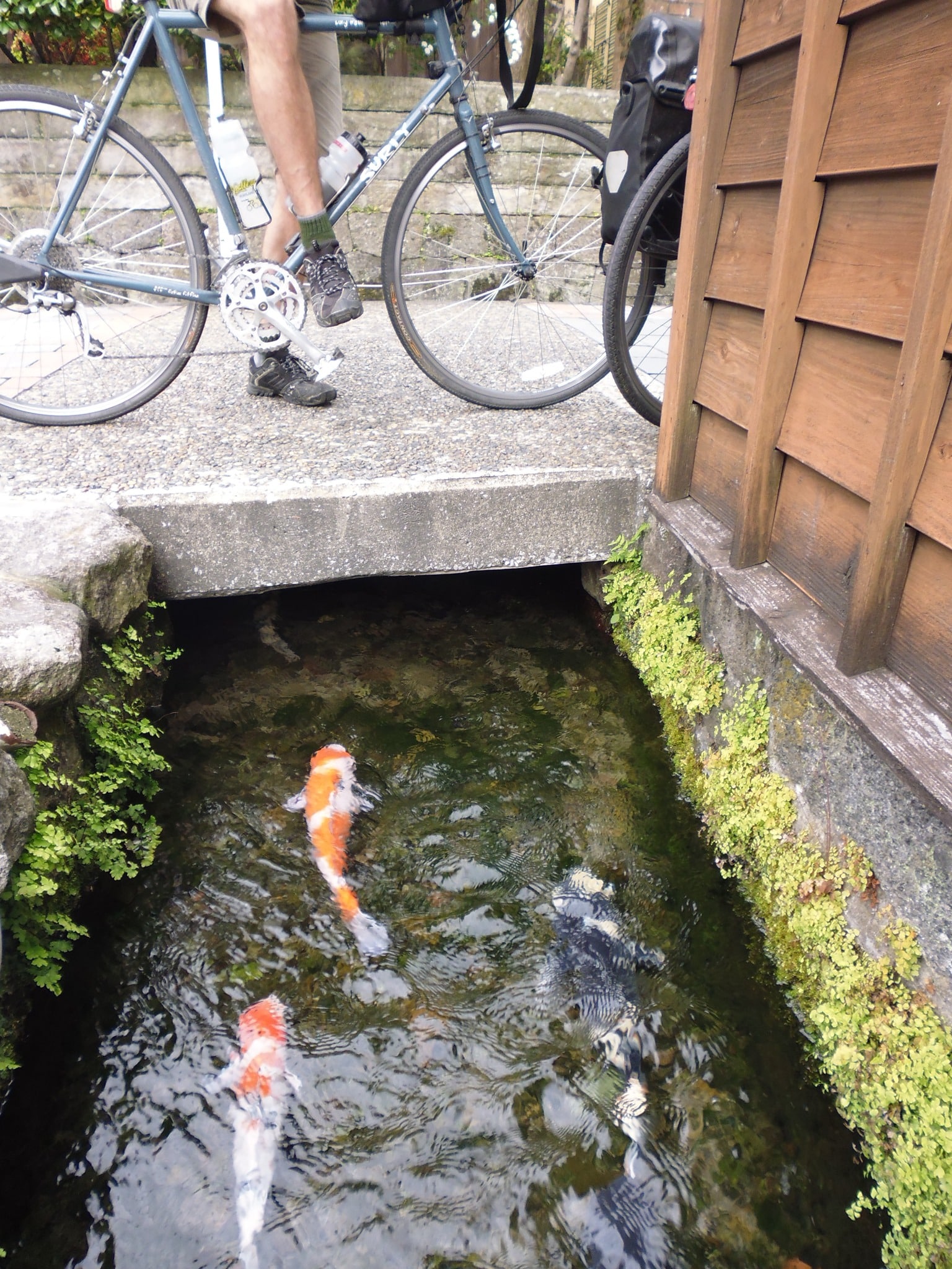 Koi fish and a bicycle in Kyushu, Japan