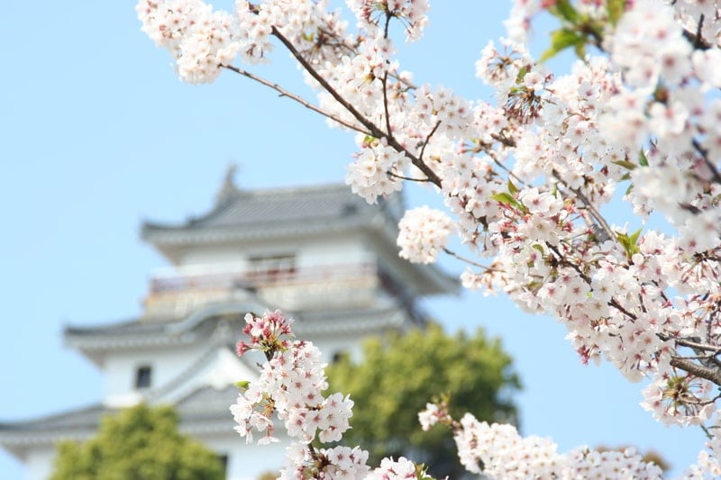 Kumamoto Castle through a cherry blossom in Japan