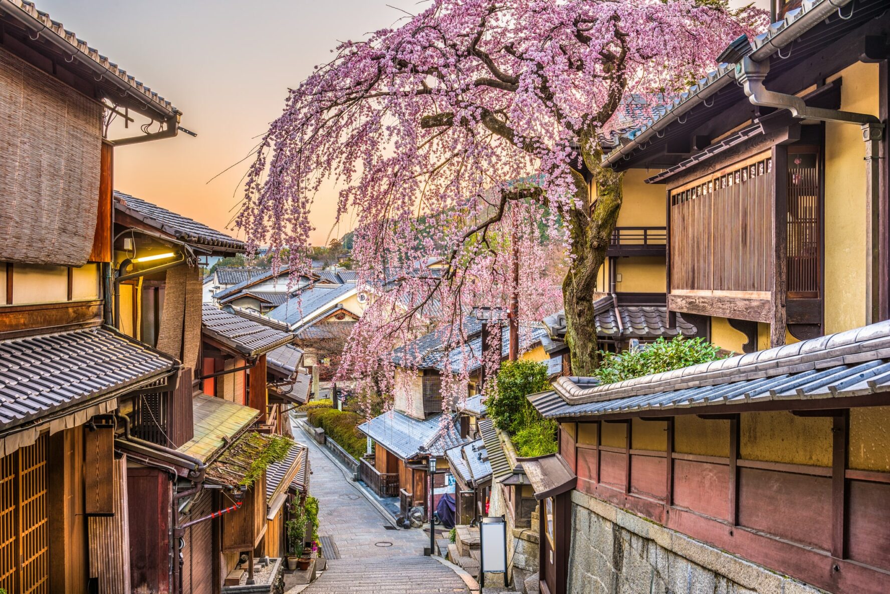 Spring cherry season in Kyoto, Japan