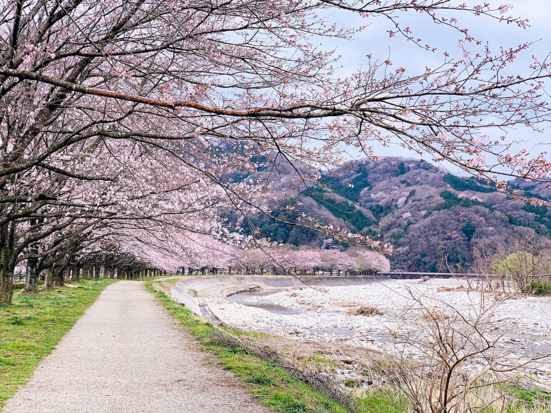 Chery trees by a riverside road in Kyushu