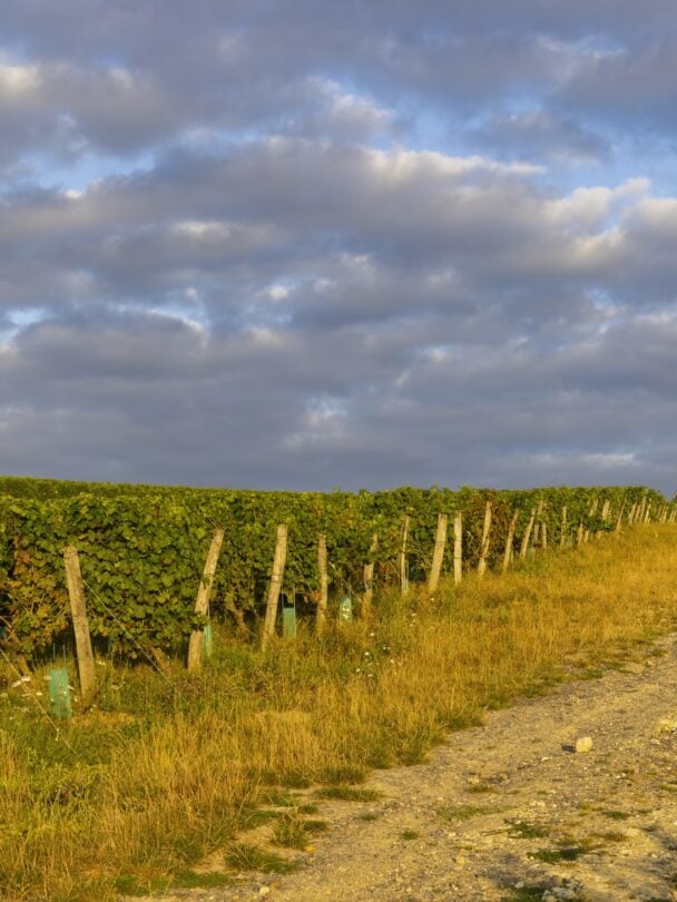 Loire Valley Bike Tour: Chateaux, Wine & Beyond