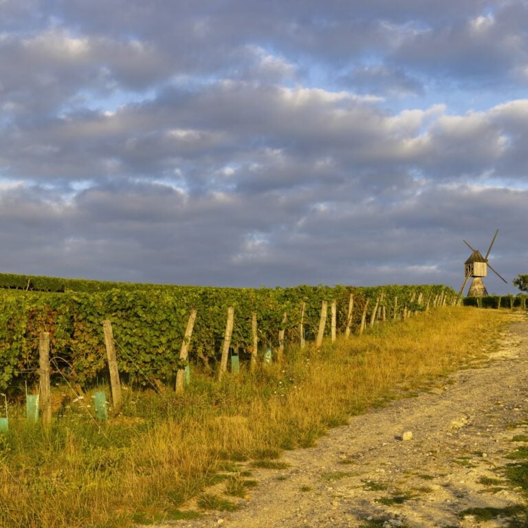 A vineyard and a windmill in Loire Valley