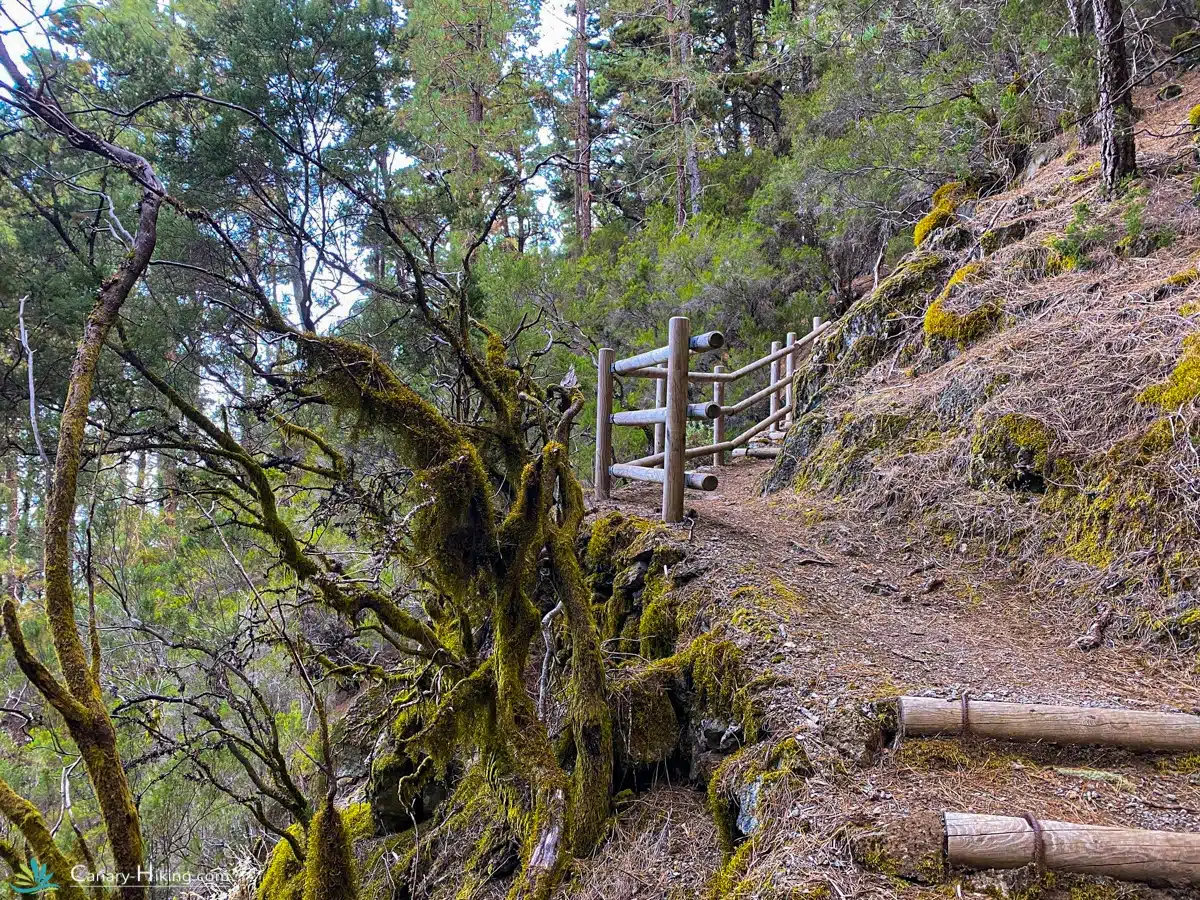 An uphill hiking trail through a forest in Tenerife