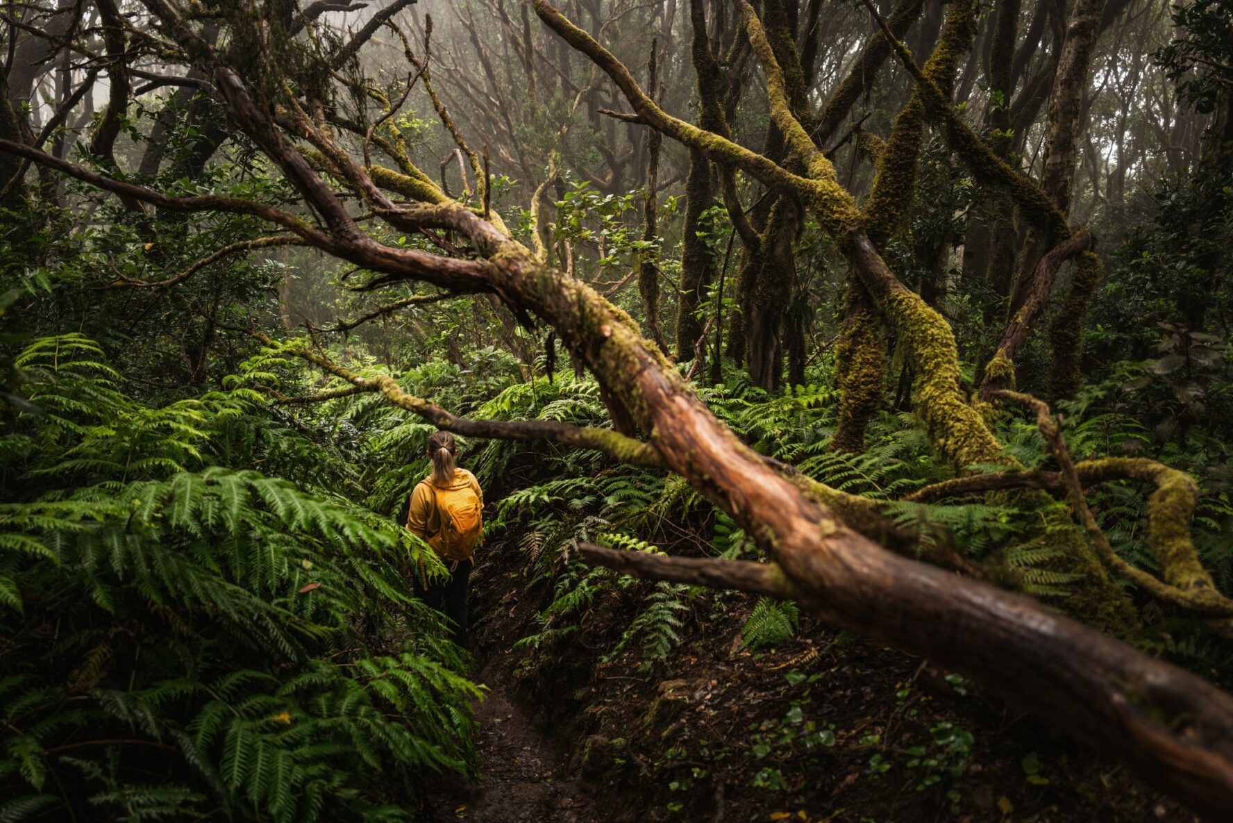 A hiker in a laurel forest in Tenerife