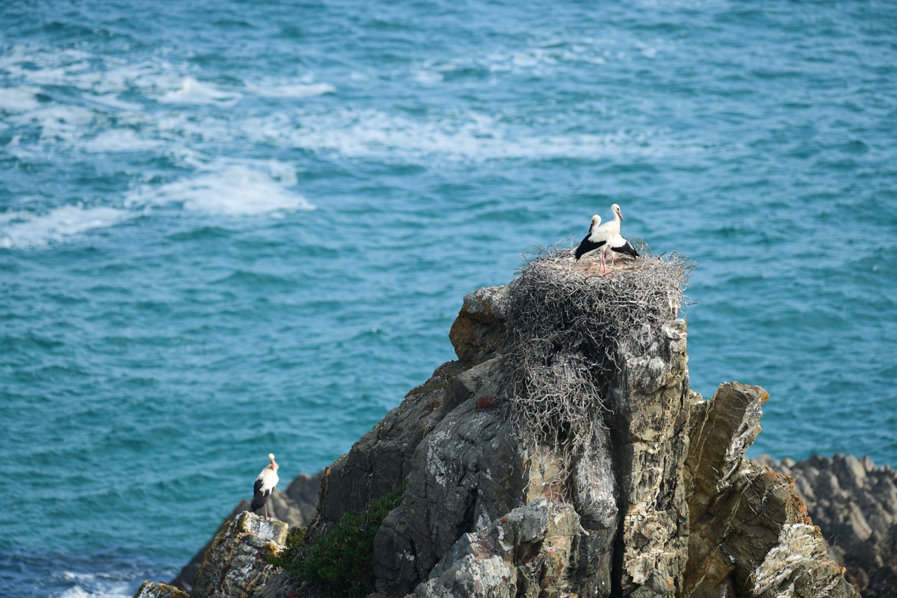 Two birds on the Portuguese coast