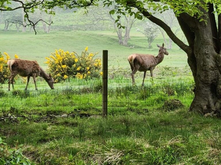Wildlife, isle of Arran