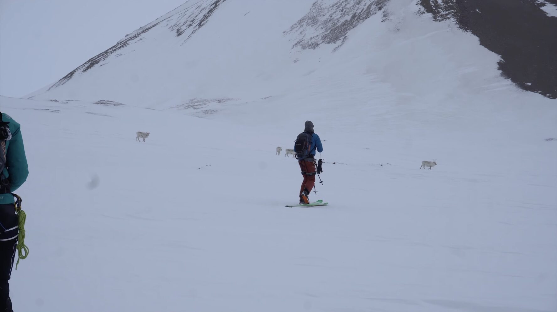 Wildlife while skiing in Svalbard