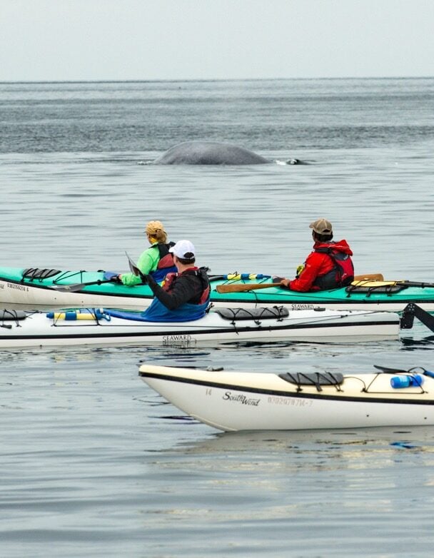 Loreto kayakers