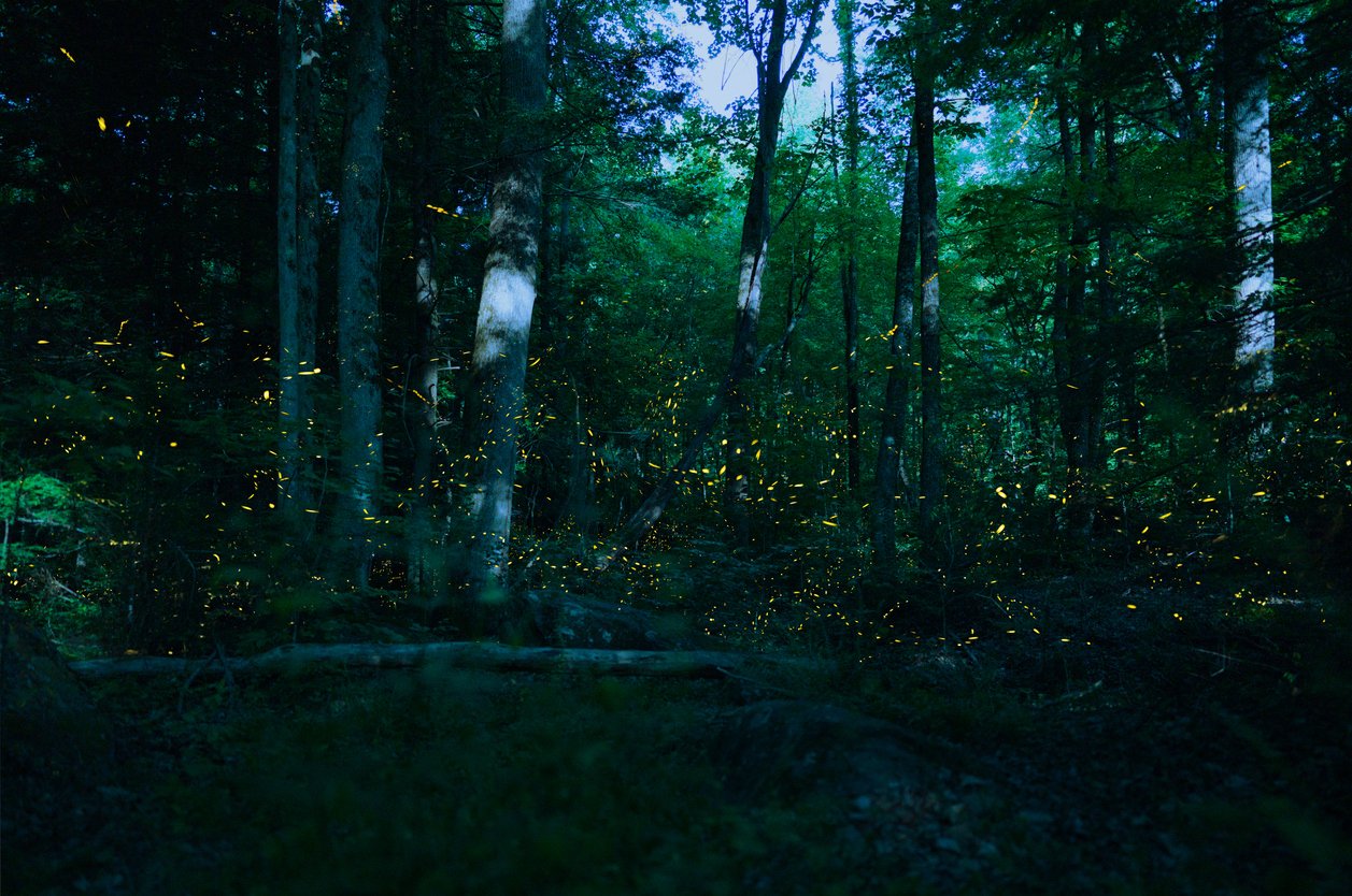 Fireflies illuminating Smoky Mountains