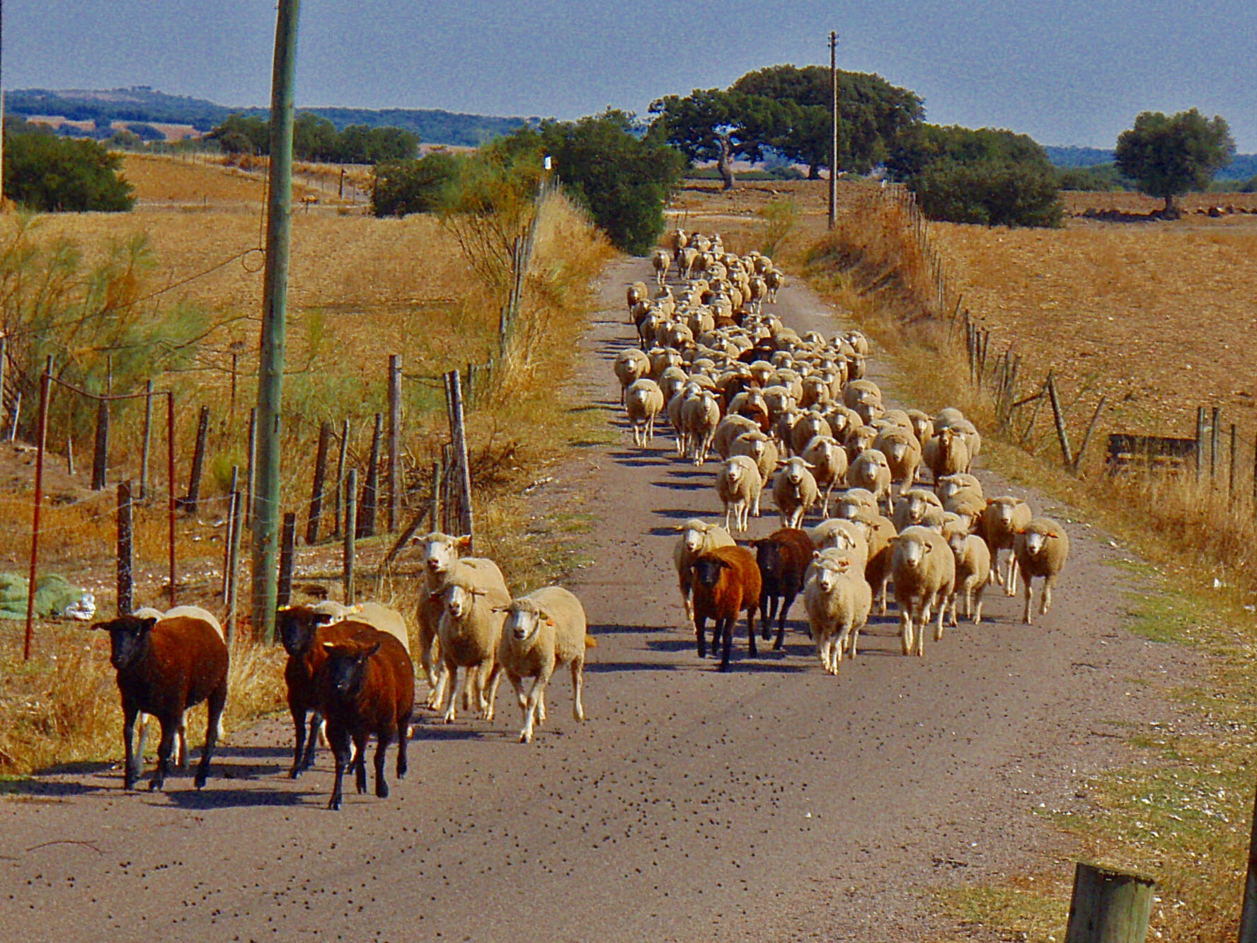 Flock of sheep in Alentejo