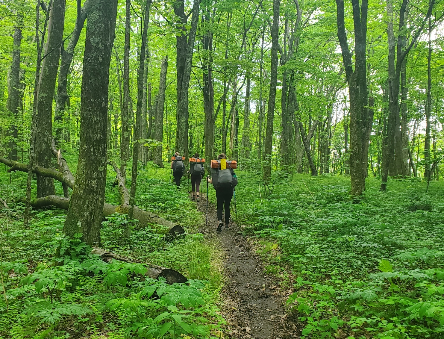 Hikers going through North Carolina forest