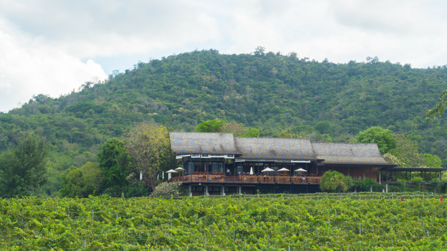 View of the Hua Hin Vineyard and the surrounding hills