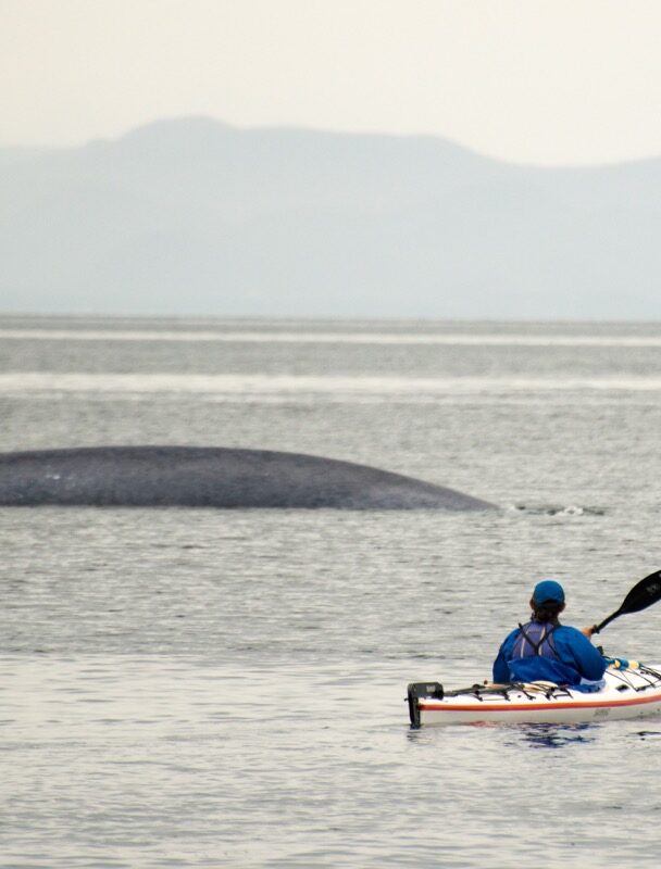 Loreto kayakers