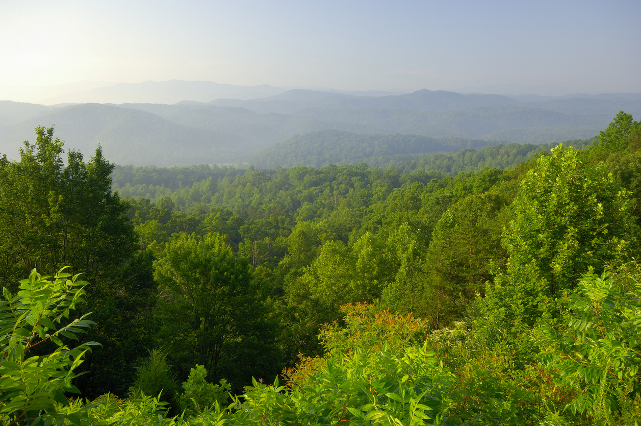 Lush Smoky Mountains