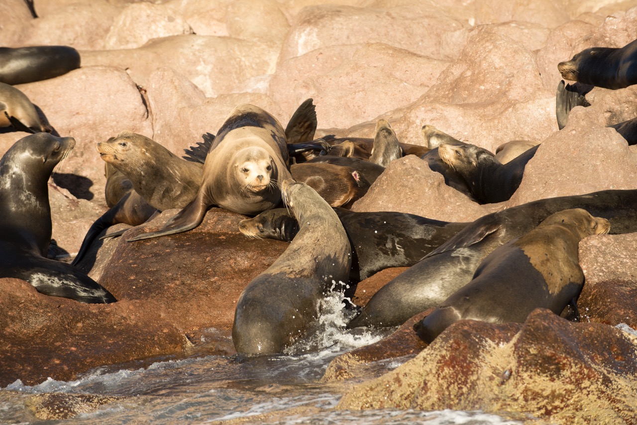 Seals on Isla Espiritu