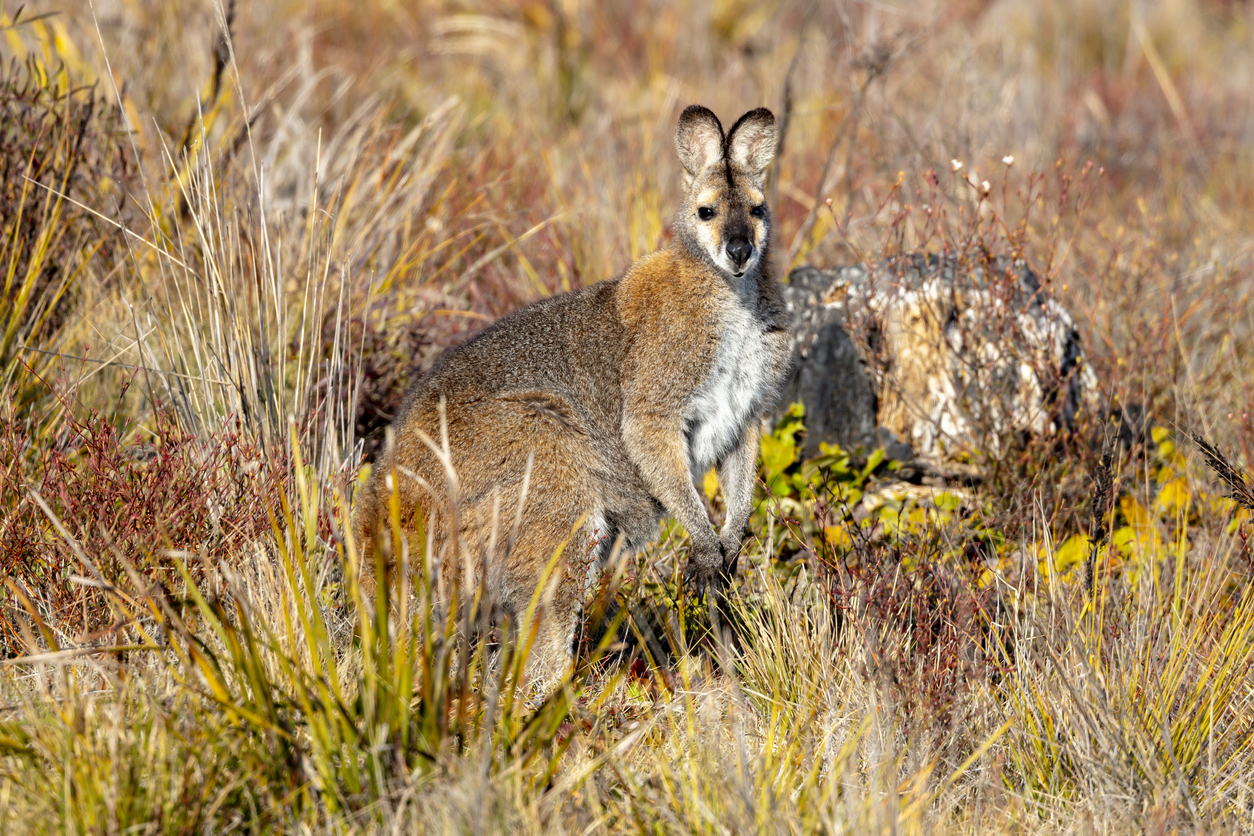 Australian wallaby