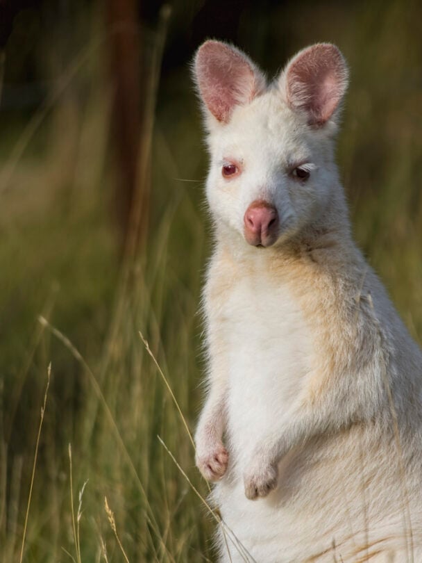 Bruny Island walking tour