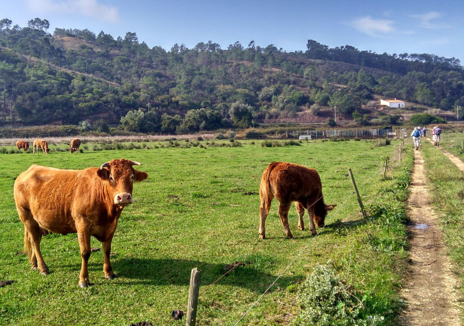 A brown cow and her calf graze in a green pasture, with a dirt road and hikers in the background