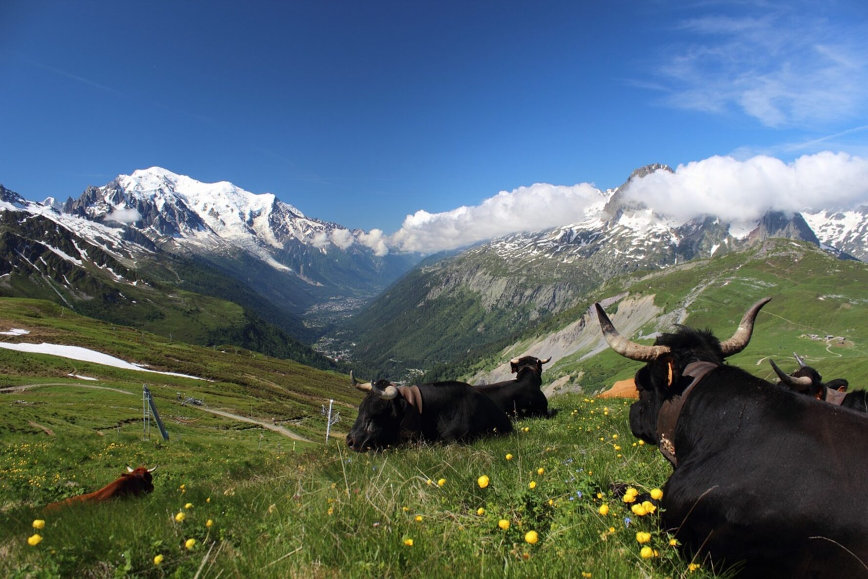 Cows grazing in a mountain meadow with a view of Mont Blanc