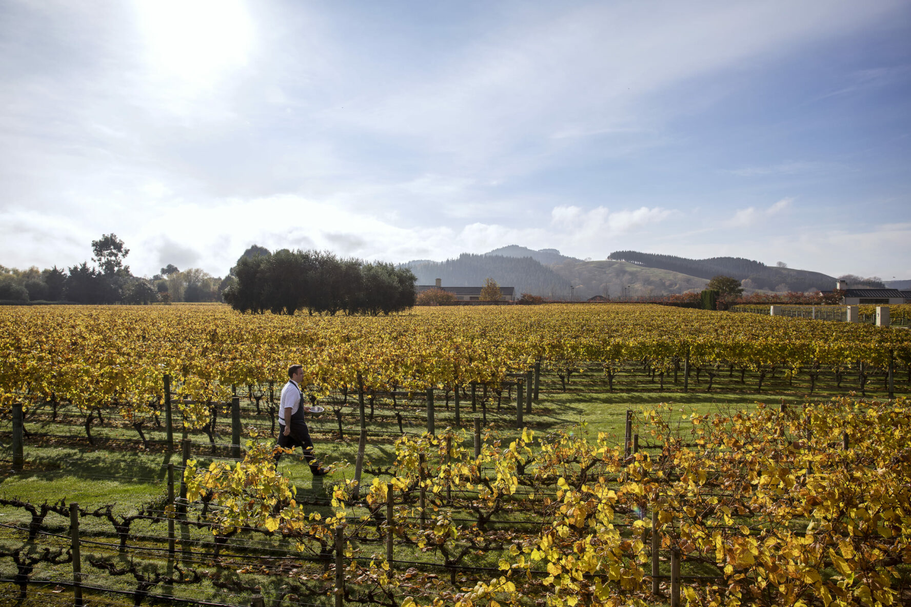 Craggy Range Winery