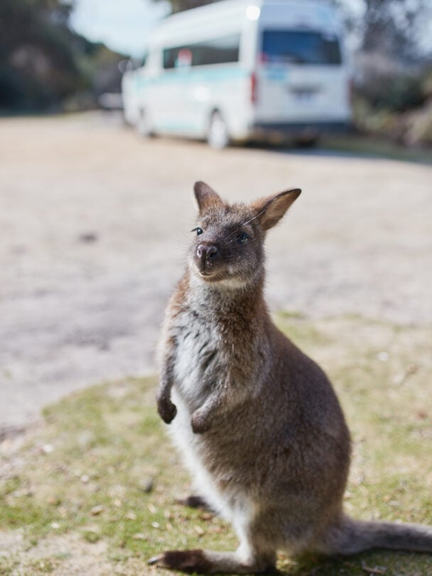 Bay of Fires tour