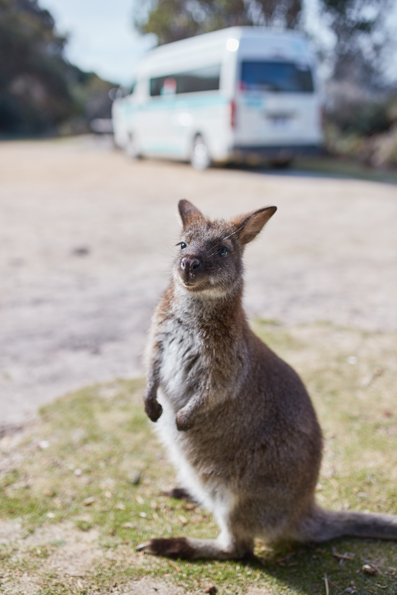 Cute wildlife in the Bay of Fires
