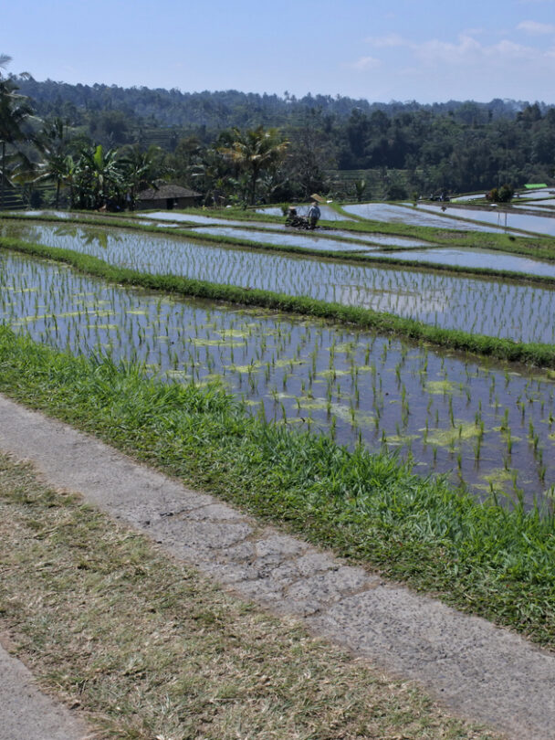 Bikers cycling through a field in Bali