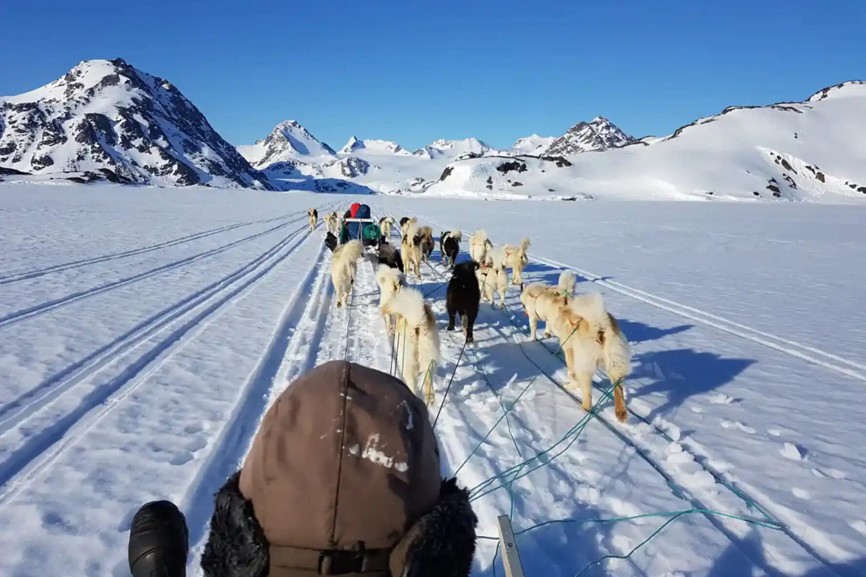Dog sledding on a snowy landscape in East Greenland