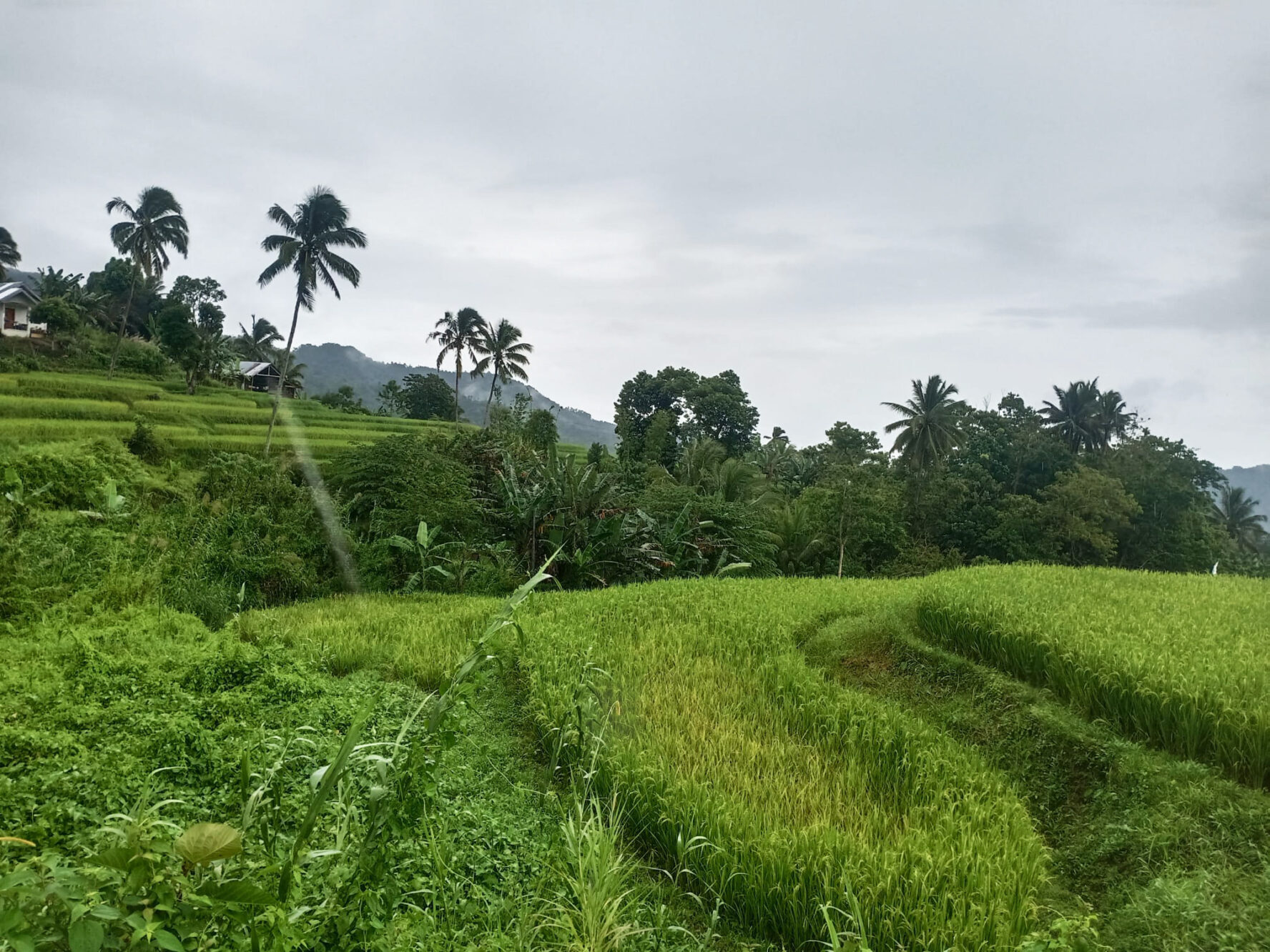 Green rice terraces in Sierra Bullones
