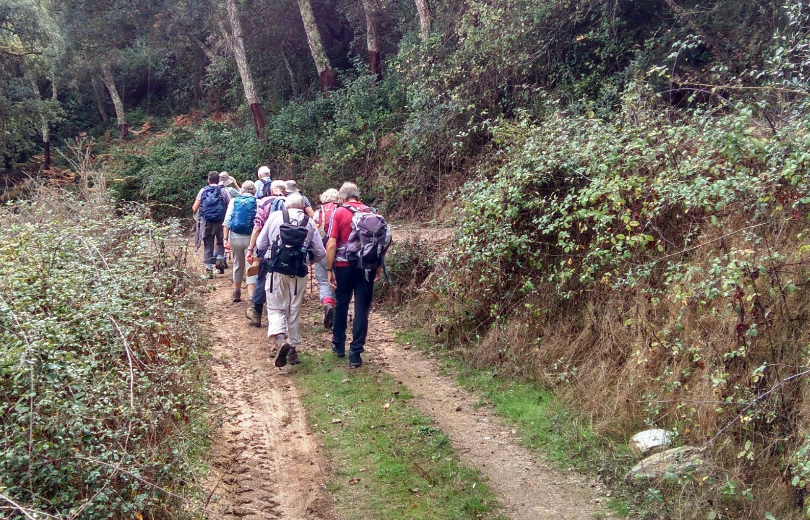 A group of hikers walk on a dirt path through a forest in Portugal