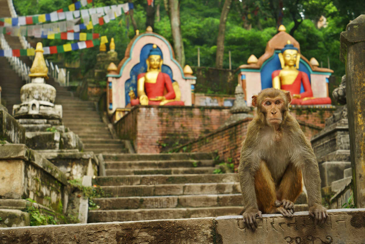 Monkey Temple in Kathmandu