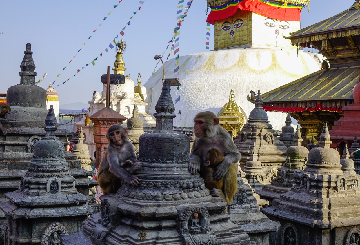 Monkeys at Swayambhunath temple in Kathmandu, Nepal