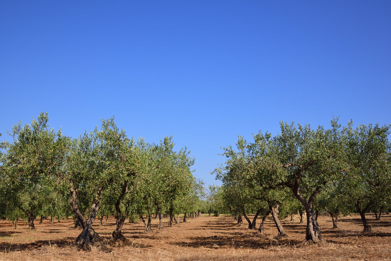 olive groves sicily