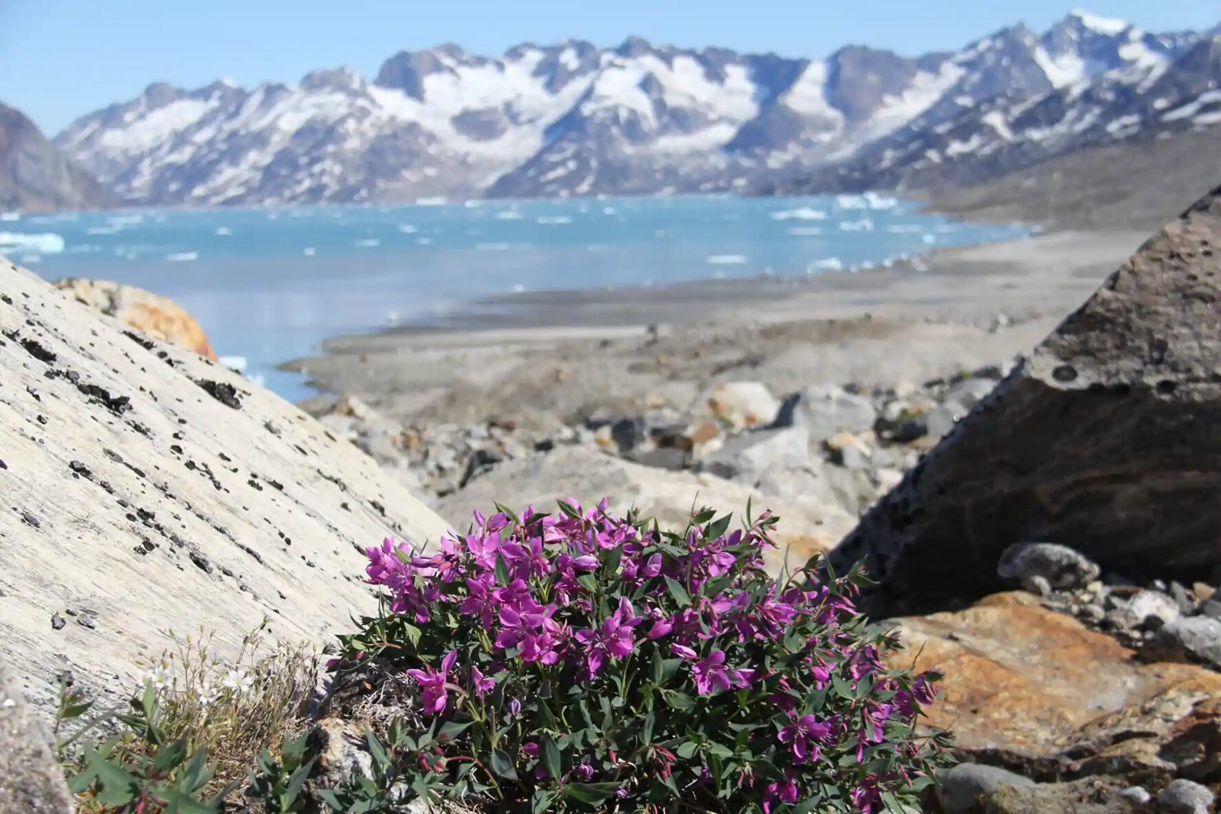 Purple flowers blooming on a rocky outcrop overlooking a lake