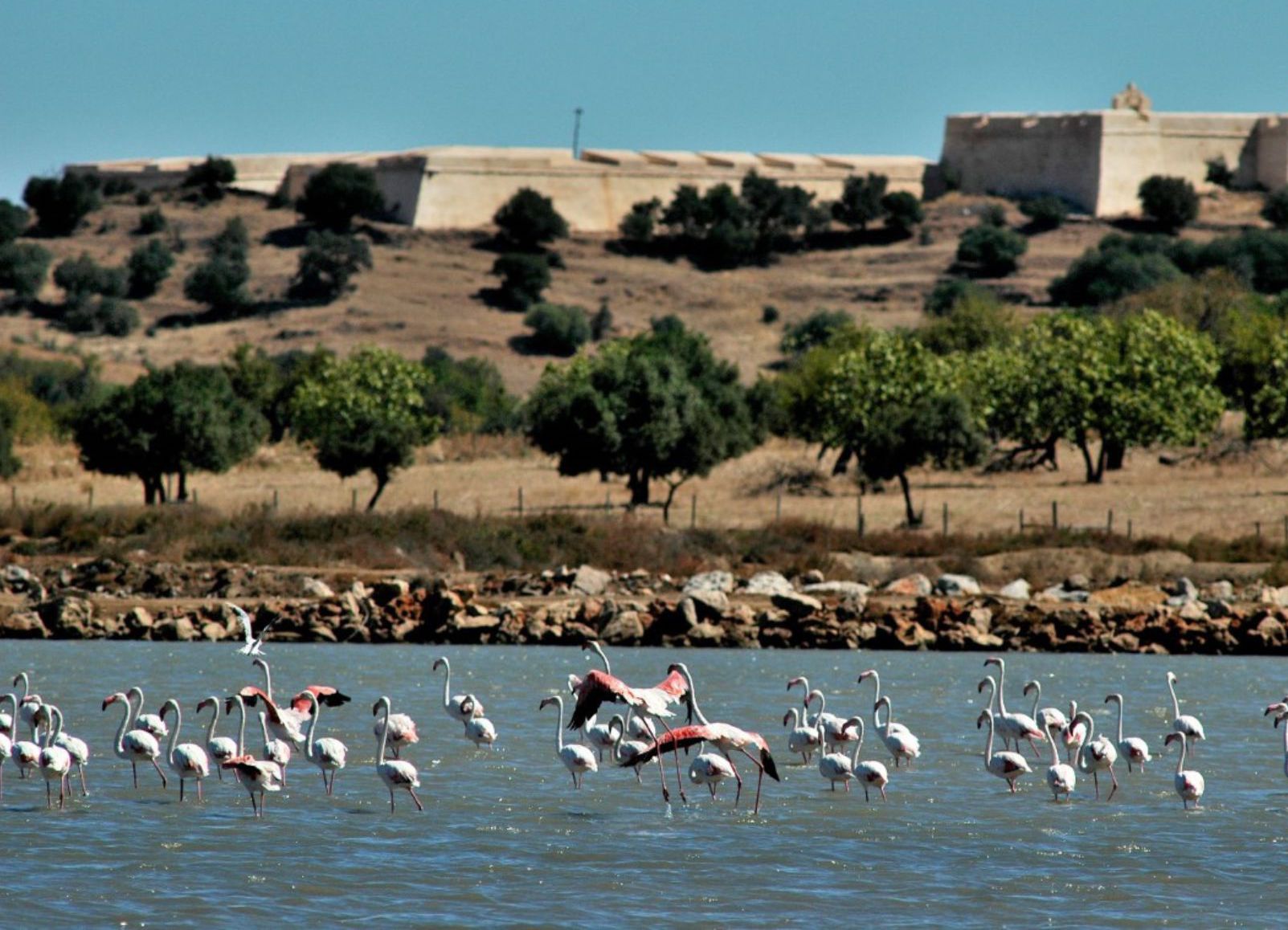 Reserva Natural do Sapal