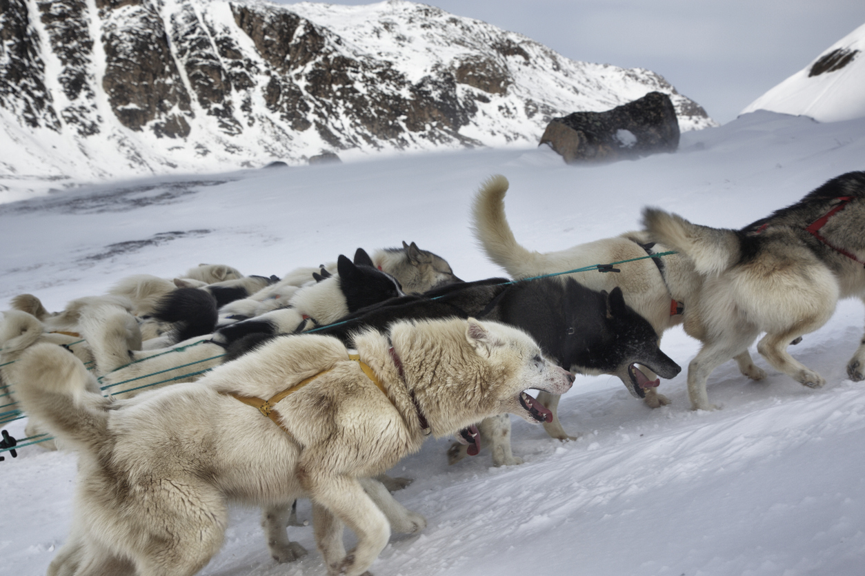 A group of sled dogs at work in Greenland